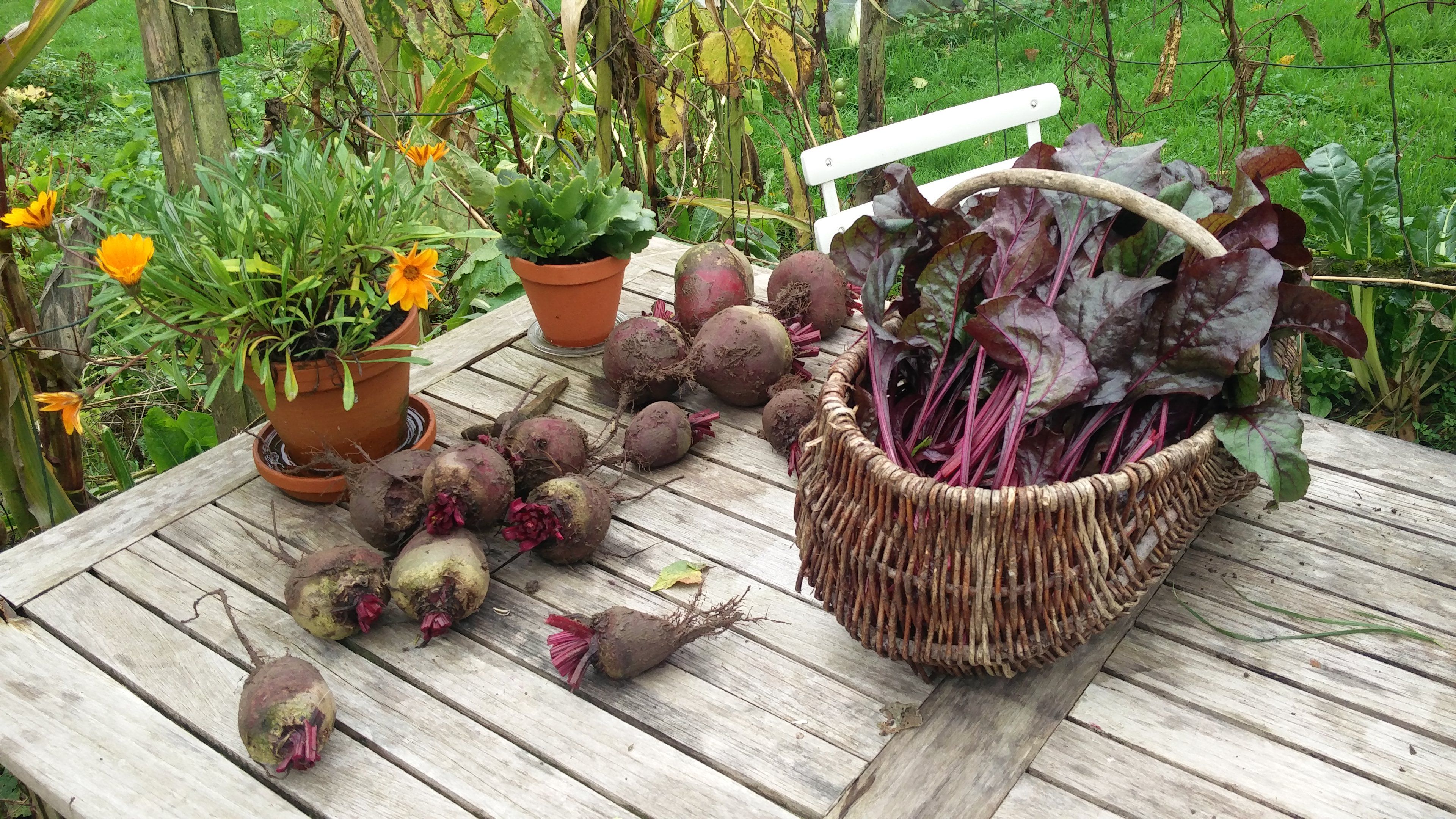 rote bete ernten